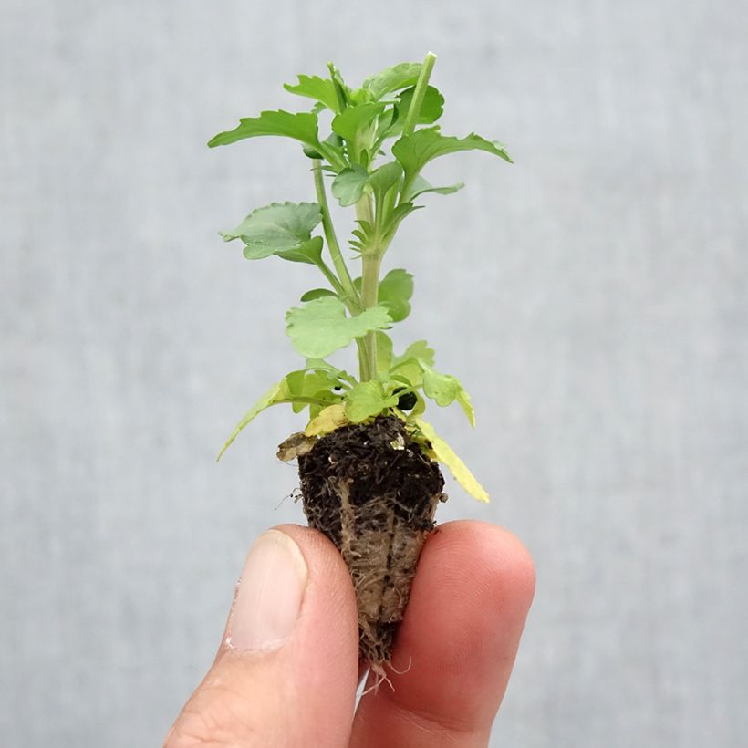 Exemplaar van Viola wittrockiana Cool Wave Mix - Hangende/spreidende grootbloemige violen Mix Minimotte: kluitje van 2,2 cm x 2 cm in kweekplaat per 35 stuks zoals geleverd in de herfst