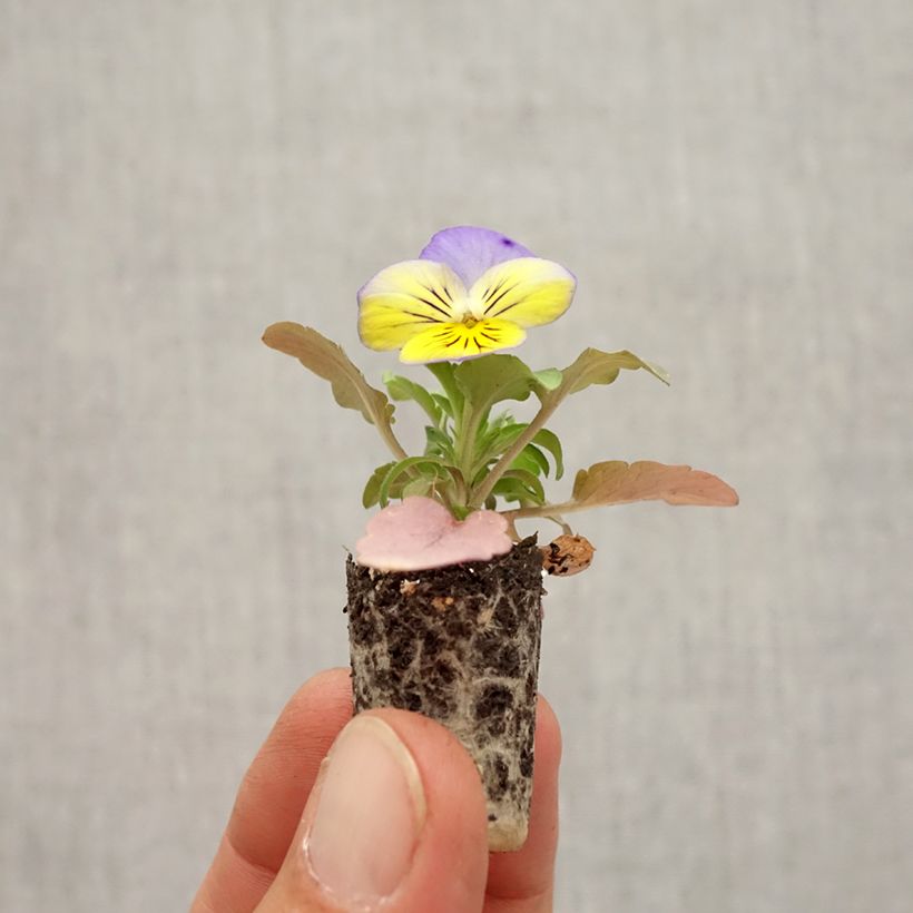 Exemplaar van Viola Cool Wave Morpho - Hangviool/Spreidende viool Mini-mot Ø 1,5/2,5 cm zoals geleverd in de herfst