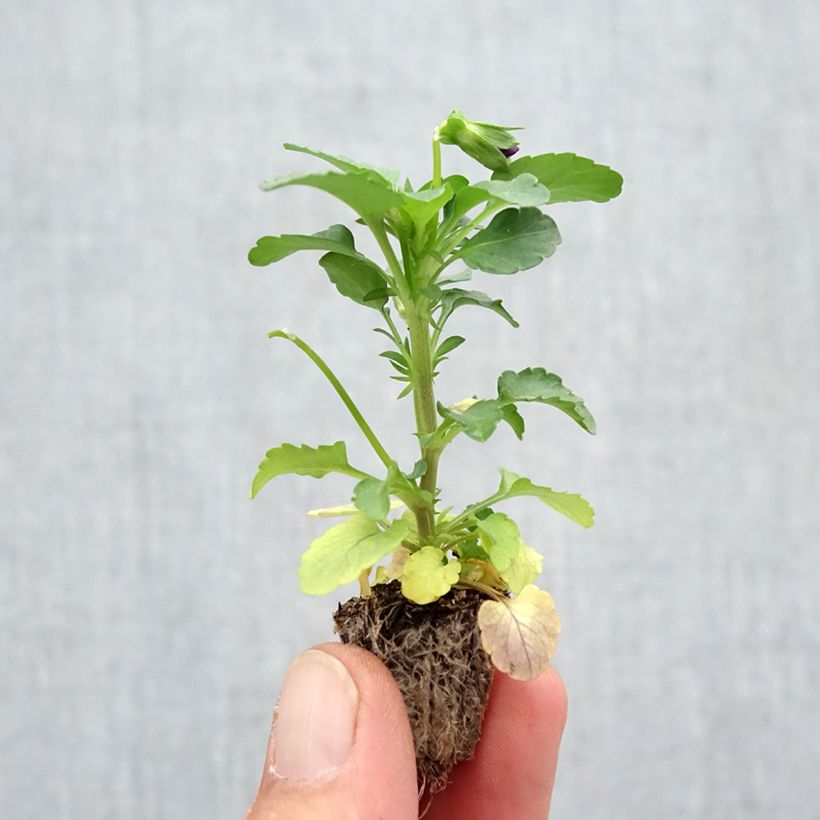 Exemplaar van Viola wittrockiana Violet Wing - Grootbloemige hangviool Minimotte: kluitje van 2,2 cm x 2 cm in kweekplaat per 35 stuks zoals geleverd in de herfst