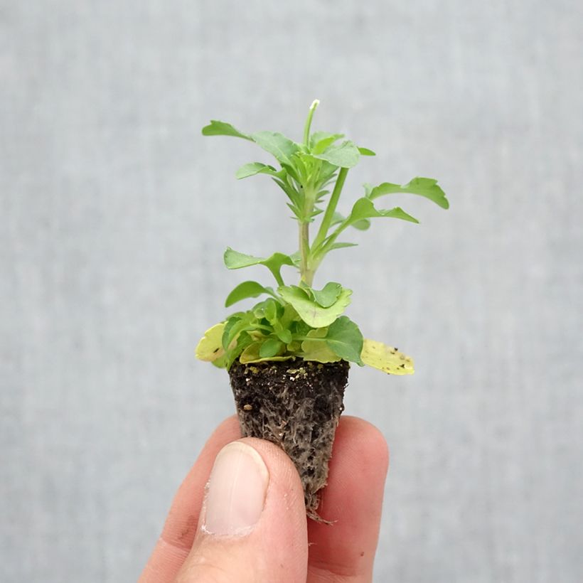 Exemplaar van Viola wittrockiana Cool Wave Yellow - Hangende/spreidende grootbloemige viool Minimotte: kluitje van 2,2 cm x 2 cm in kweekplaat per 35 stuks zoals geleverd in de herfst