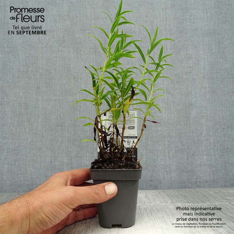 Exemplaar van Penstemon Apple Blossom - Slangenkop Kweekpotje van 8/9 cm zoals geleverd in de zomer