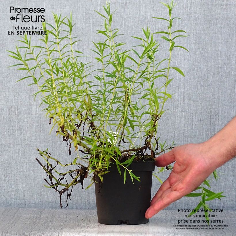Exemplaar van Penstemon Apple Blossom - Slangenkop Pot van 2 l/3 l zoals geleverd in de zomer