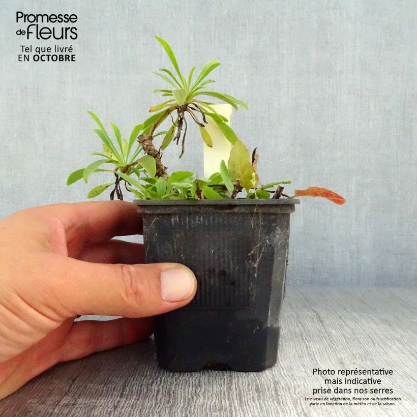 Exemplaar van Penstemon barbatus Coccineus - Slangenkop Kweekpotje van 8/9 cm zoals geleverd in de herfst
