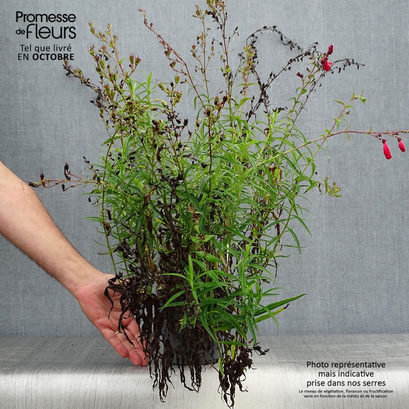 Exemplaar van Penstemon barbatus Coccineus - Slangenkop Pot van 2 l/3 l zoals geleverd in de herfst