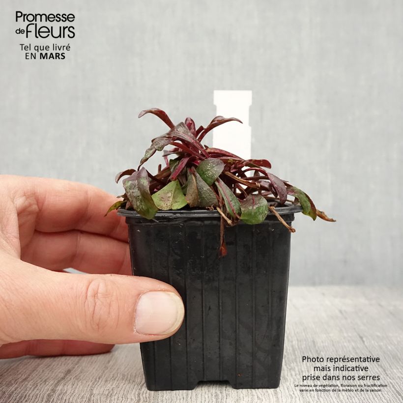 Exemplaar van Penstemon digitalis Dakota Burgundy - Slangenkop Kweekpotje van 8/9 cm zoals geleverd in de lente