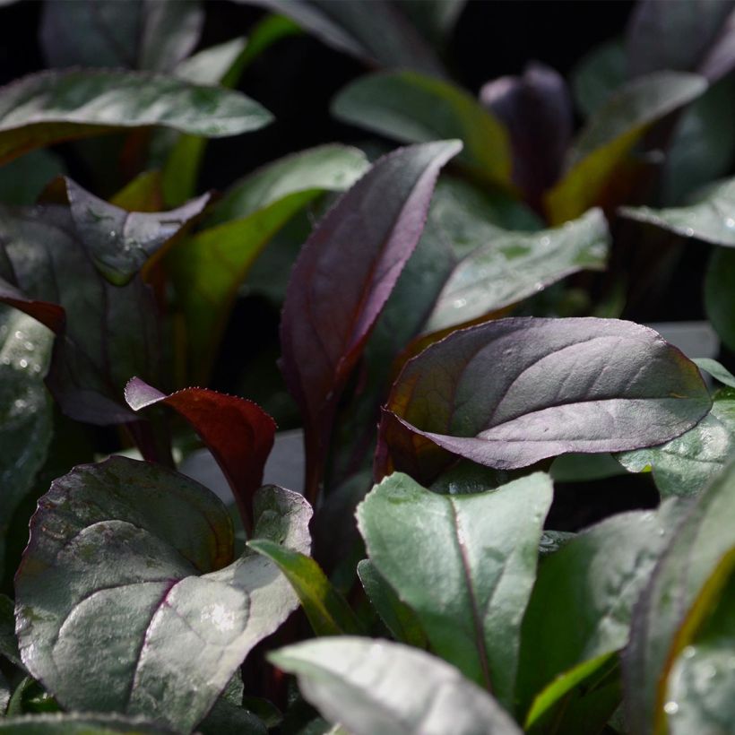 Penstemon digitalis Husker Red - Slangenkop (Foliage)