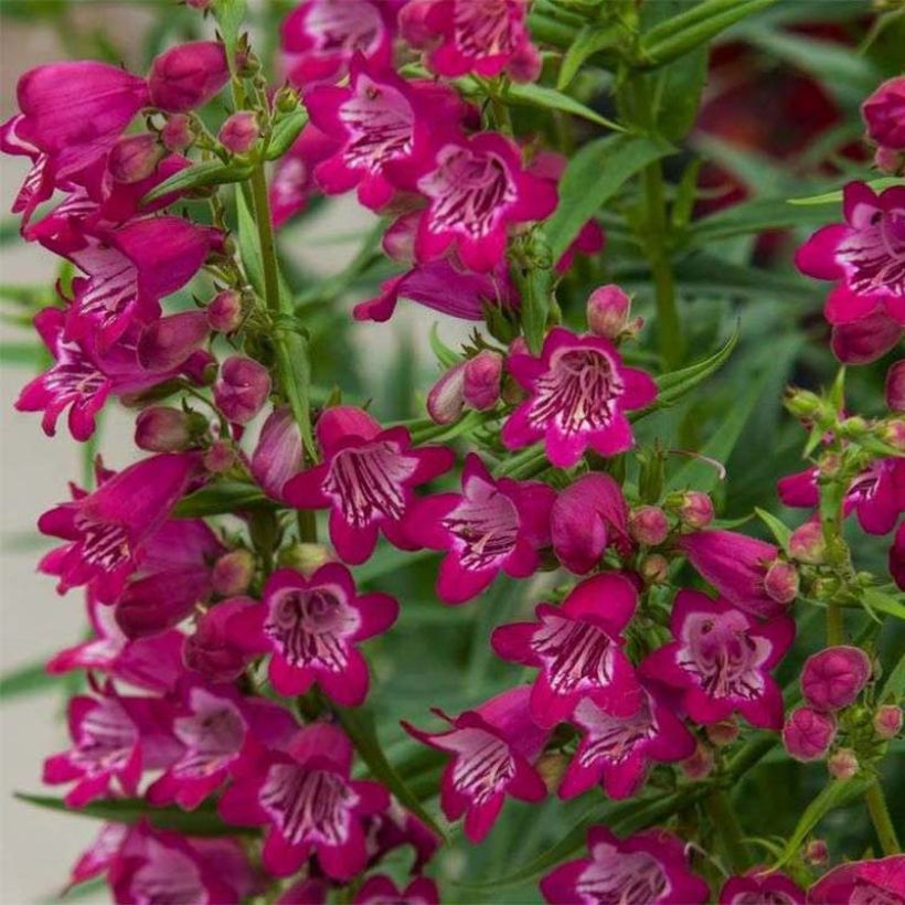 Penstemon Harlequin Magenta - Slangenkop (Bloei)