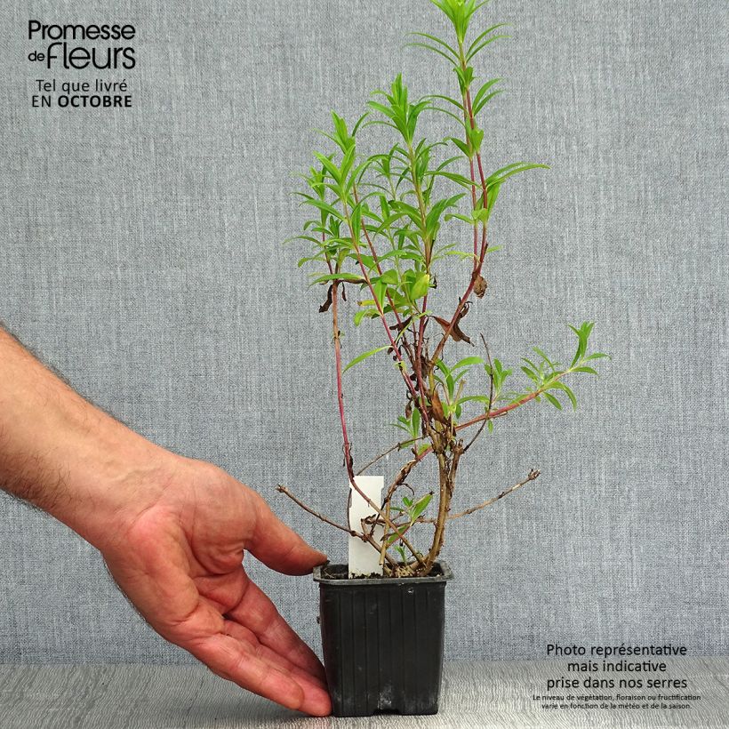 Exemplaar van Penstemon Hewell Pink Bedder - Slangenkop Kweekpotje van 8/9 cm zoals geleverd in de herfst