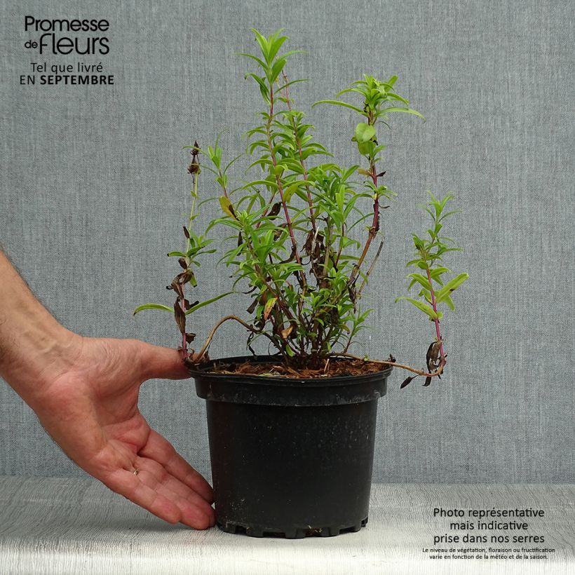 Exemplaar van Penstemon Hewell Pink Bedder - Slangenkop Pot van 2 l/3 l zoals geleverd in de herfst