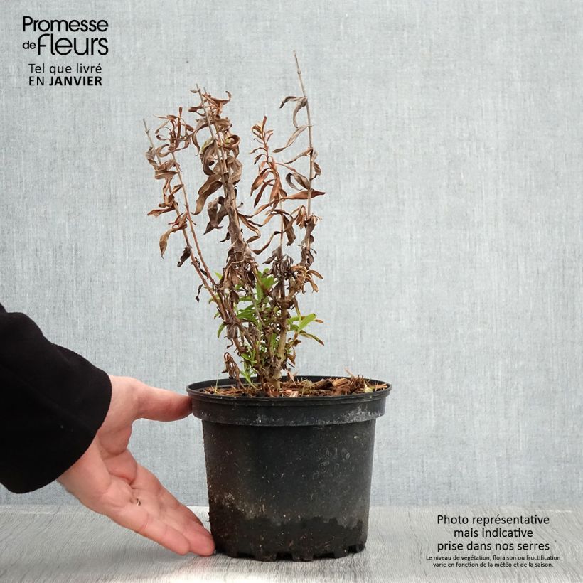 Example of Penstemon Hewell Pink Bedder - Galane Pot van 2 l/3 l as you get in hiver