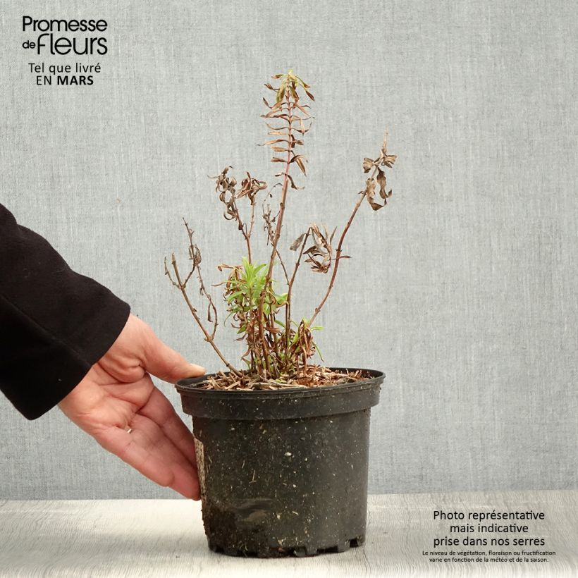 Exemplaar van Penstemon Hewell Pink Bedder - Slangenkop Pot van 2 l/3 l zoals geleverd in de lente