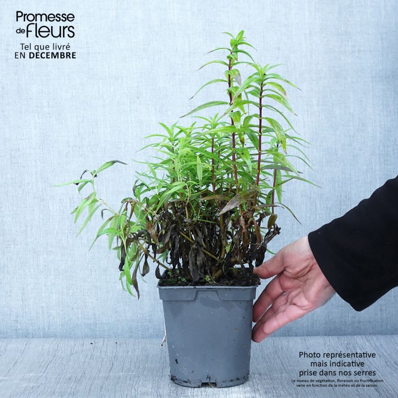 Exemplaar van Penstemon Blackbird - Slangenkop Pot van 2 l/3 l zoals geleverd in de herfst
