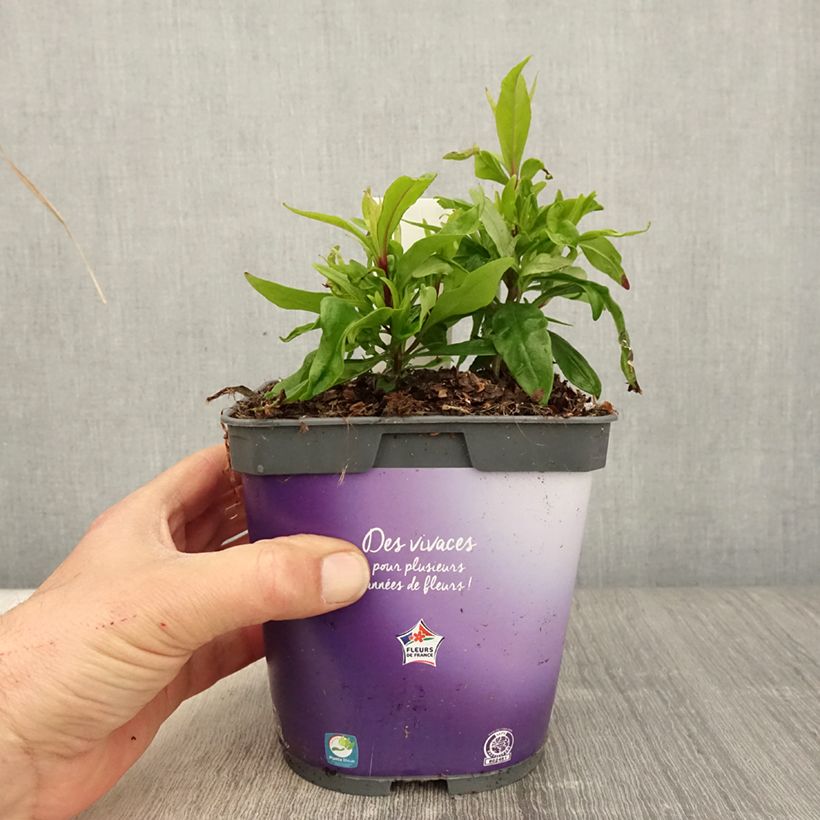 Example of Penstemon Blackbird - Slangenkop Pot van 2 l/3 l as you get in printemps