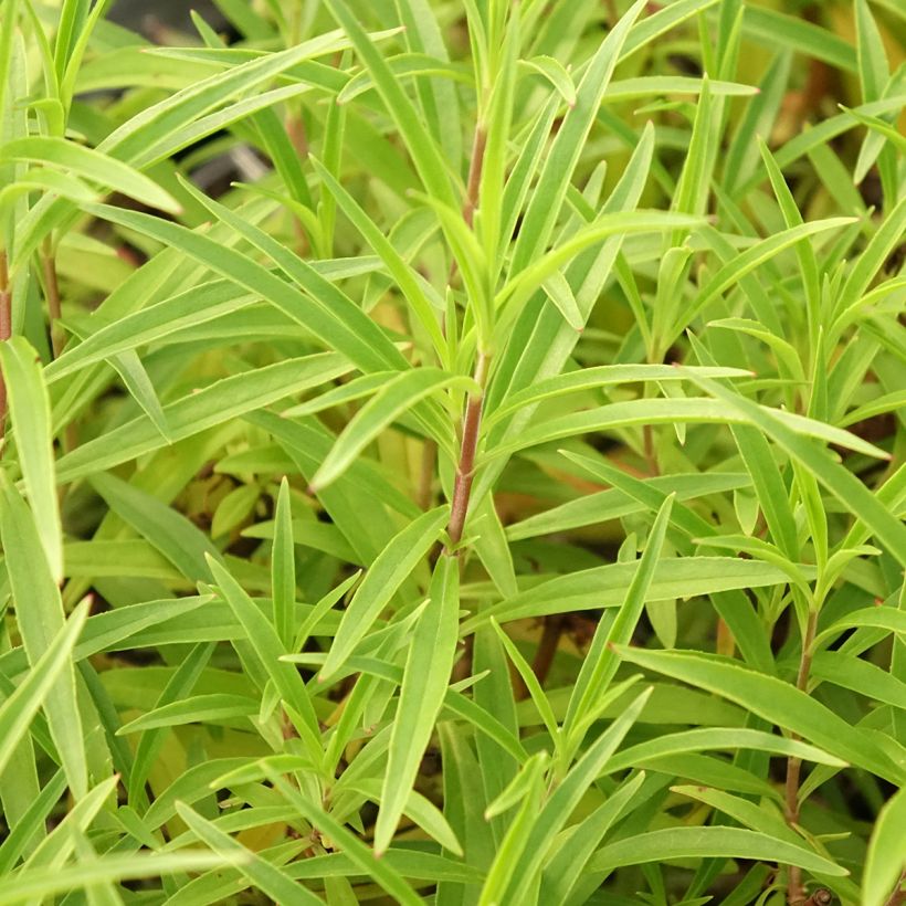 Penstemon Garnet - Slangenkop (Blad)