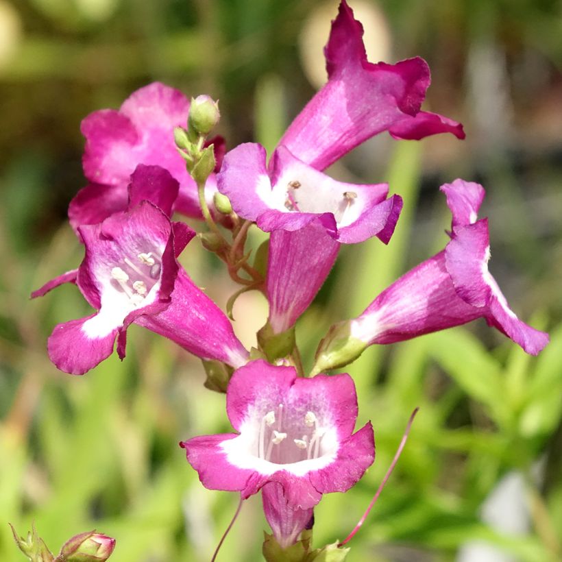 Penstemon Gloire des quatre rues - Slangenkop (Bloei)