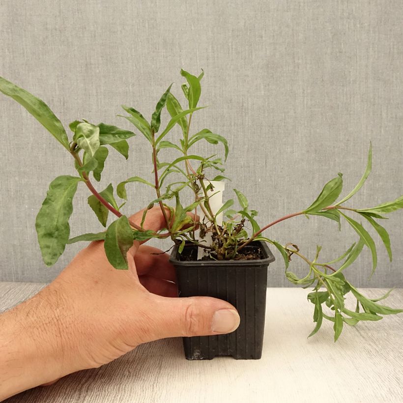 Exemplaar van Penstemon Midnight - Slangenkop Kweekpotje van 8/9 cm zoals geleverd in de zomer