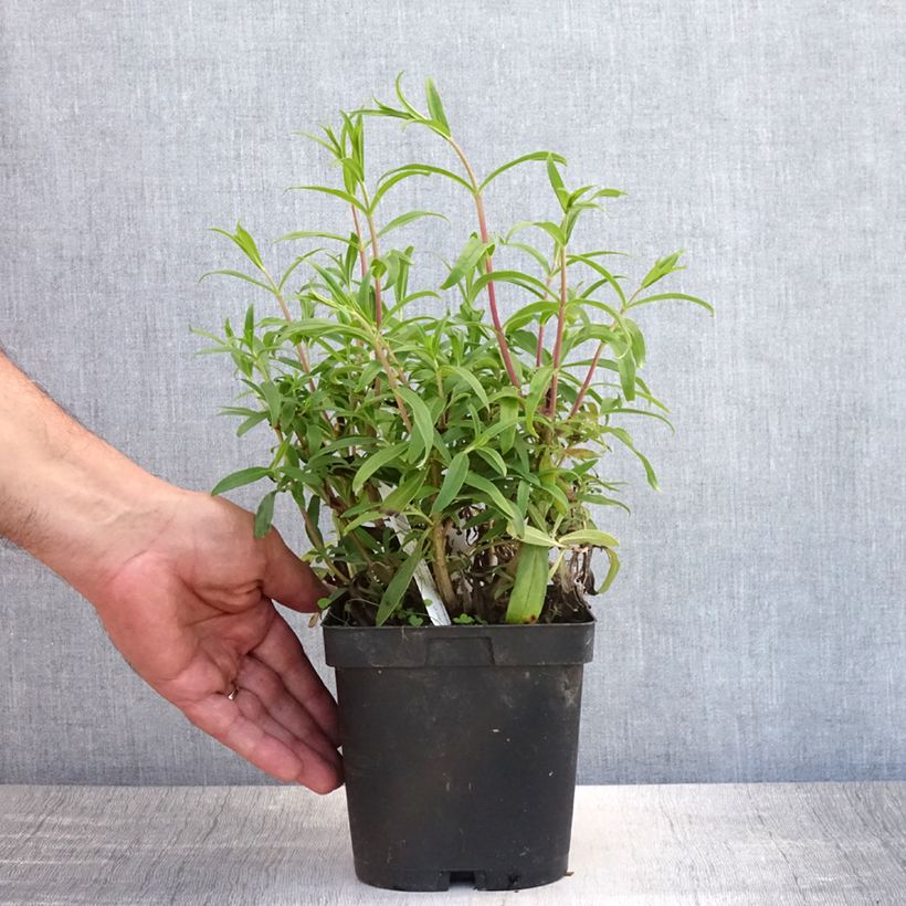 Exemplaar van Penstemon Schoenholzeri - Slangenkop Pot van 2 l/3 l zoals geleverd in de zomer