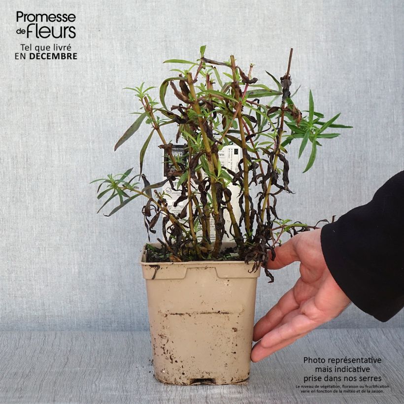 Exemplaar van Penstemon hybride Sour Grapes - Galane Pot de 2L/3L zoals geleverd in de herfst