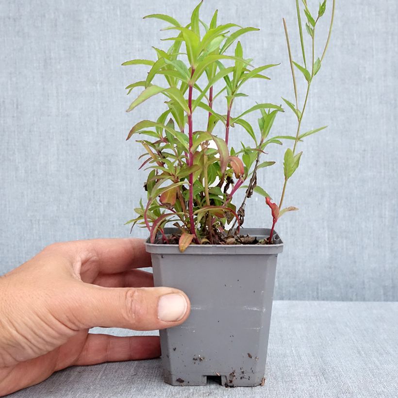 Exemplaar van Penstemon Sour Grapes - Slangenkop Kweekpotje van 8/9 cm zoals geleverd in de lente