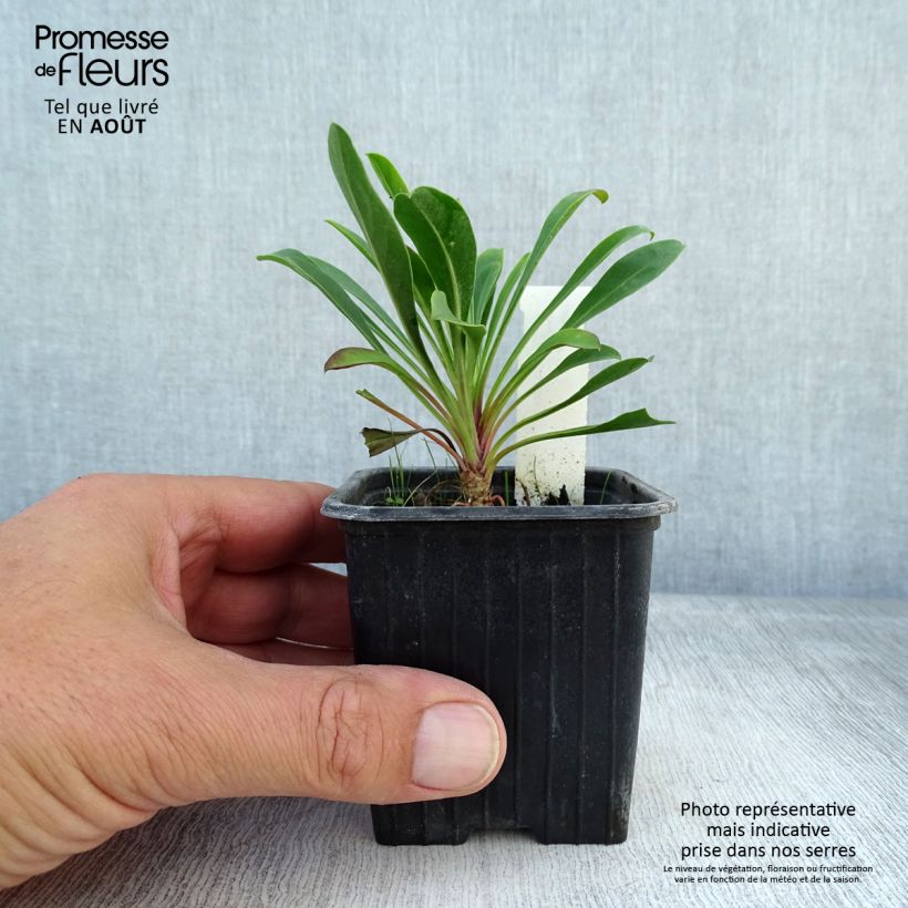 Exemplaar van Penstemon mensarum - Slangenkop Kweekpotje van 8/9 cm zoals geleverd in de zomer