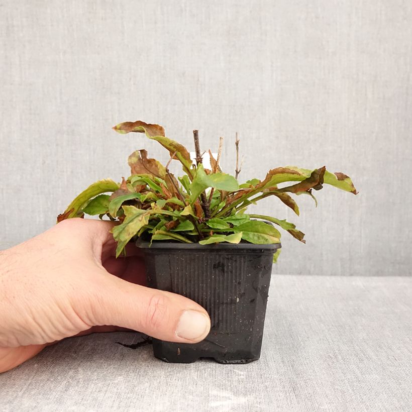 Exemplaar van Penstemon Nova Pearl - Slangenkop Kweekpotje van 8/9 cm zoals geleverd in de herfst