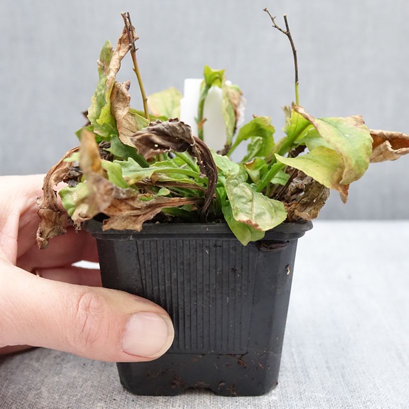 Example of Penstemon Nova Pearl - Galane Kweekpotje van 8/9 cm as you get in hiver