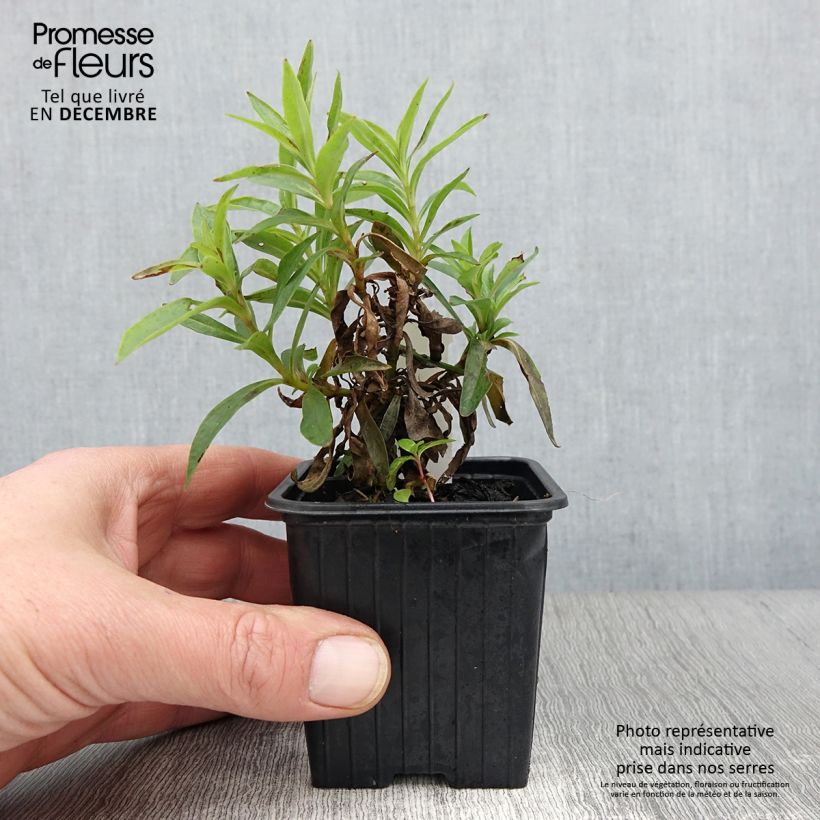 Exemplaar van Penstemon Pensham Laura - Slangenkop Kweekpotje van 8/9 cm zoals geleverd in de herfst