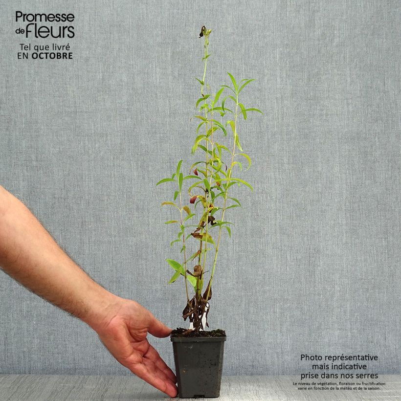 Exemplaar van Penstemon Raven - Slangenkop Kweekpotje van 8/9 cm zoals geleverd in de herfst