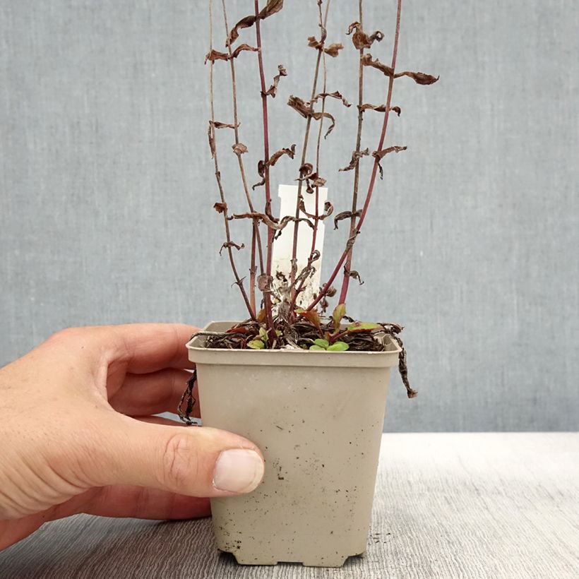 Exemplaar van Penstemon smallii - Slangenkop Kweekpotje van 8/9 cm zoals geleverd in de herfst
