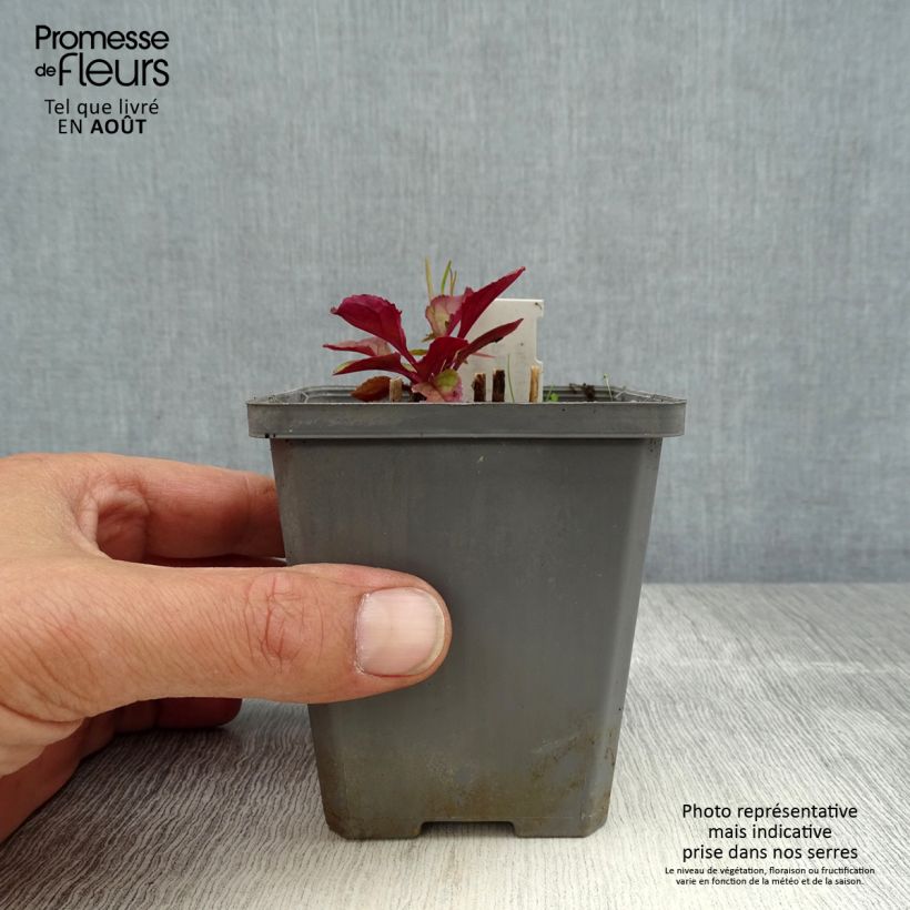 Exemplaar van Penstemon smallii - Slangenkop Kweekpotje van 8/9 cm zoals geleverd in de zomer