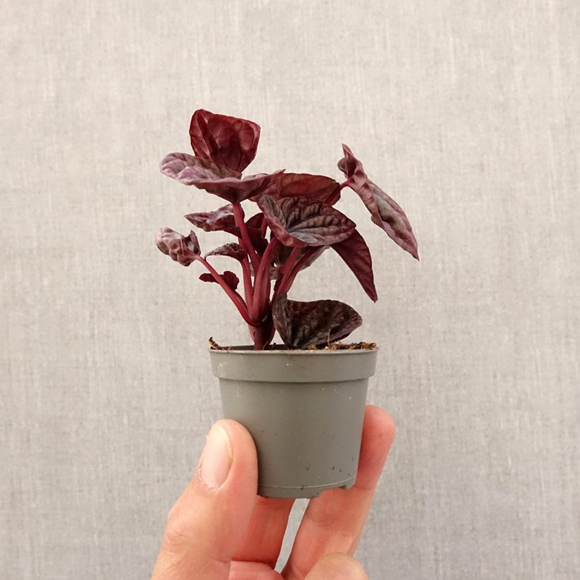 Example of Peperomia caperata Luna - Rattenstaartje Mini-plante as you get in printemps