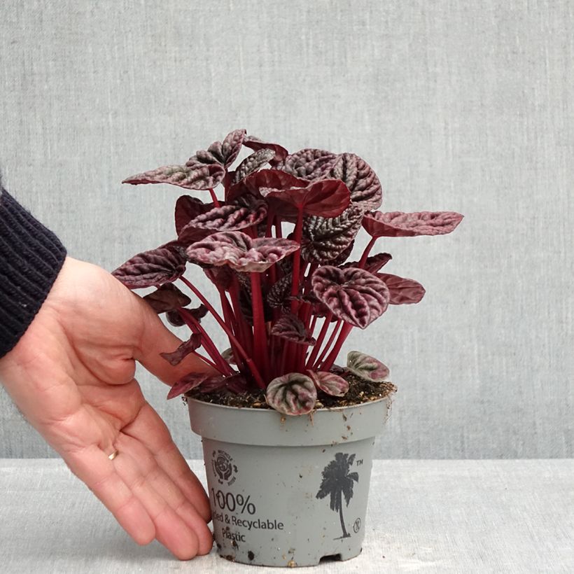 Exemplaar van Peperomia caperata Luna - Rattenstaartje Pot van 12 cm / 13 cm zoals geleverd in de lente