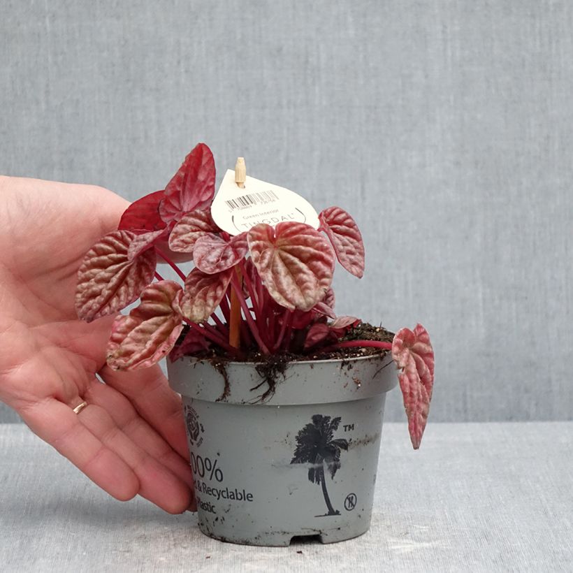 Exemplaar van Peperomia caperata Quito - Rattenstaartje Pot van 12 cm / 13 cm zoals geleverd in de lente