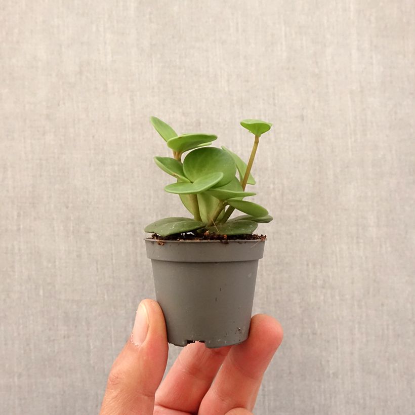 Example of Peperomia Hope Mini-plante as you get in printemps