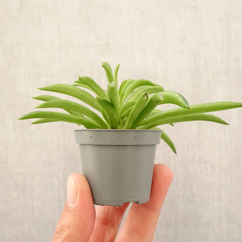 Example of Peperomia Nevada - Peperomia Mini-plante as you get in printemps