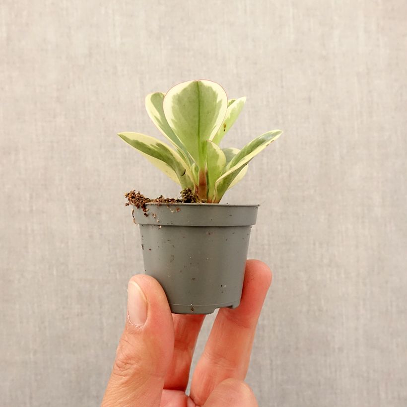 Example of Peperomia obtusifolia Obtipan Bicolor - Krokodillentranen Mini-plante as you get in printemps