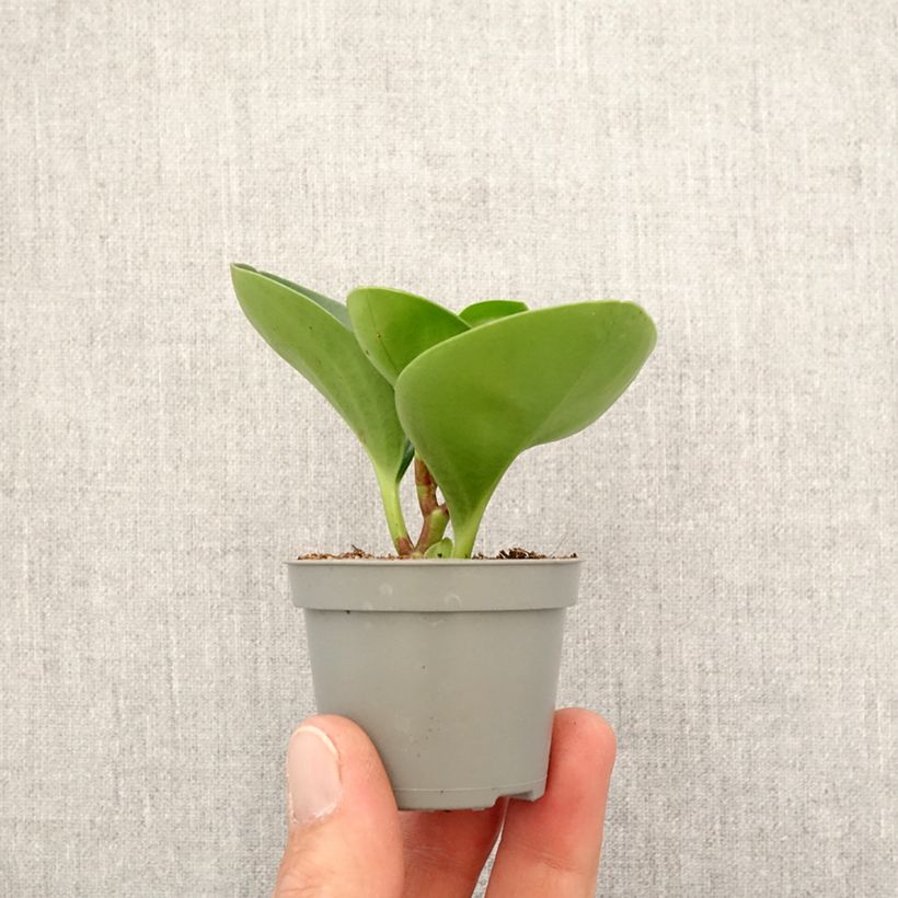 Example of Peperomia obtusifolia Green - Krokodillentranen Mini-plante as you get in printemps