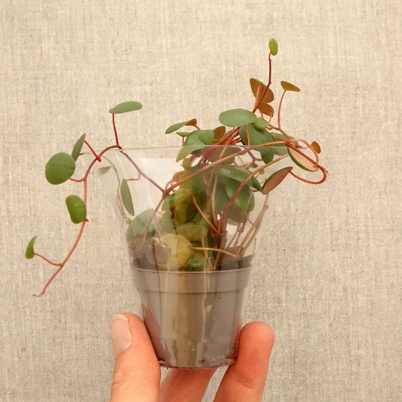 Exemplaar van Peperomia Pepperspot Mini-kamerplanten zoals geleverd in de lente