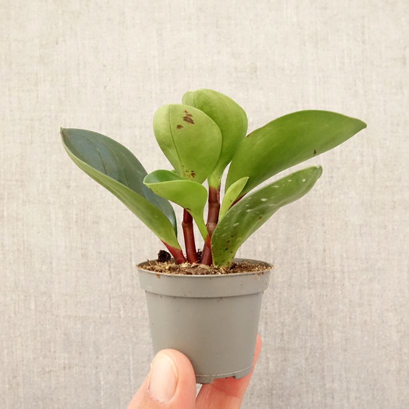 Example of Peperomia Red Canyon - Peperomia Mini-plante as you get in printemps