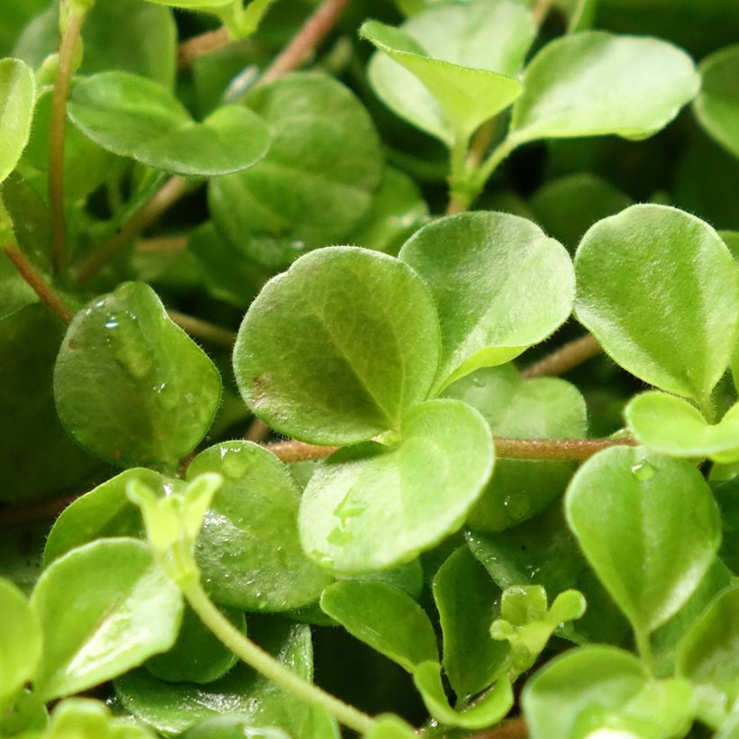 Peperomia rotundifolia - Zwanenkruid (Blad)