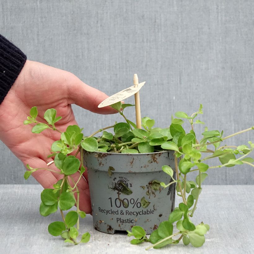 Exemplaar van Peperomia rotundifolia - Zwanenkruid Pot van 12 cm / 13 cm zoals geleverd in de lente