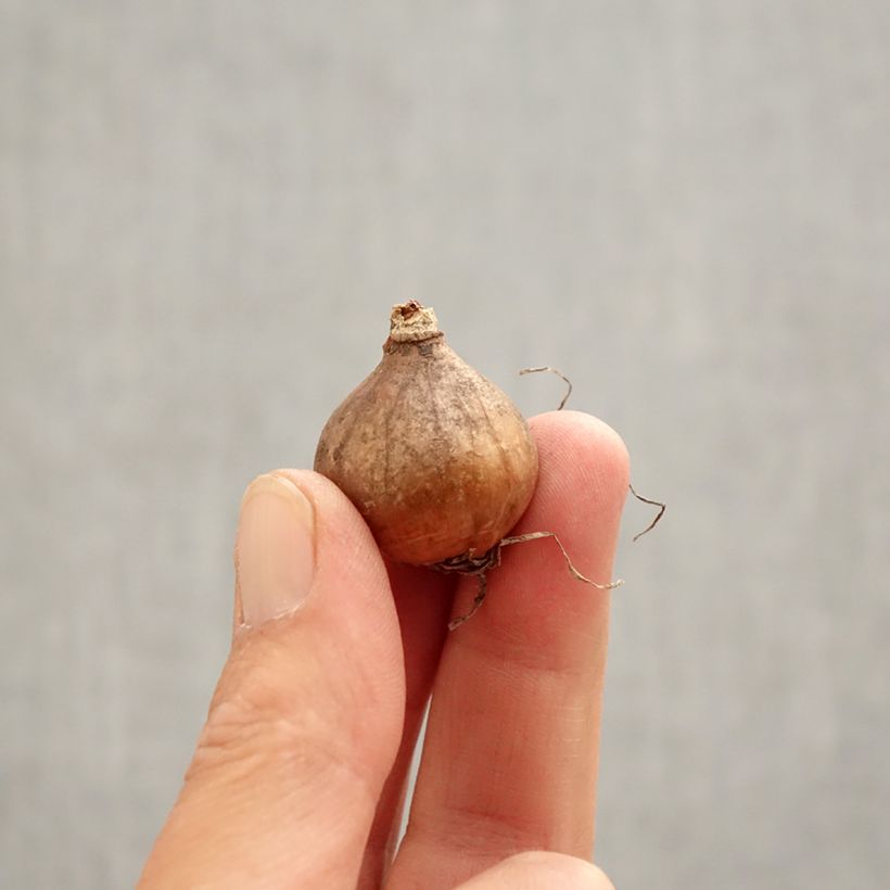 Exemplaar van Galanthus nivalis Blewbury Tart - Sneeuwklokje Bol kaliber 5+ zoals geleverd in de lente