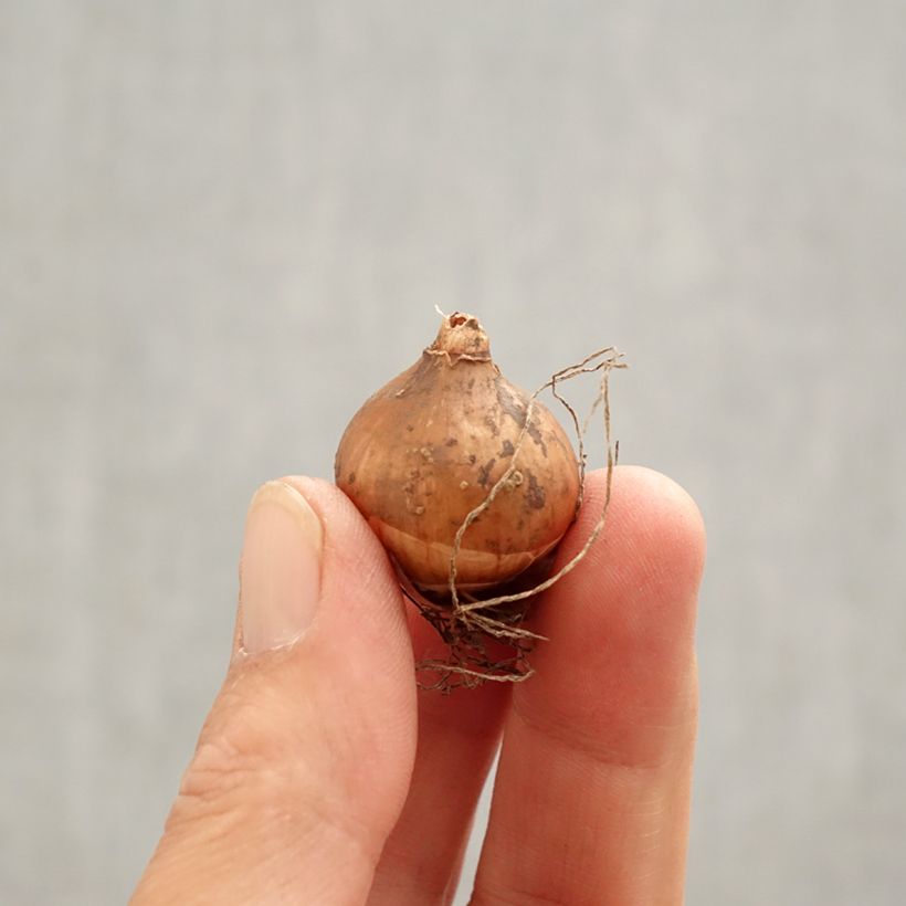 Exemplaar van Galanthus elwesii - Groot sneeuwklokje Bol kaliber 4/4,5 zoals geleverd in de lente