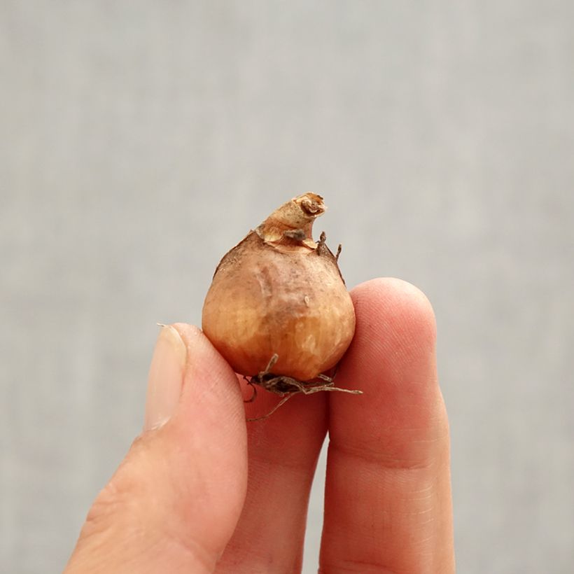 Exemplaar van Galanthus nivalis S. Arnott - Sneeuwklokje Bol kaliber 5+ zoals geleverd in de lente