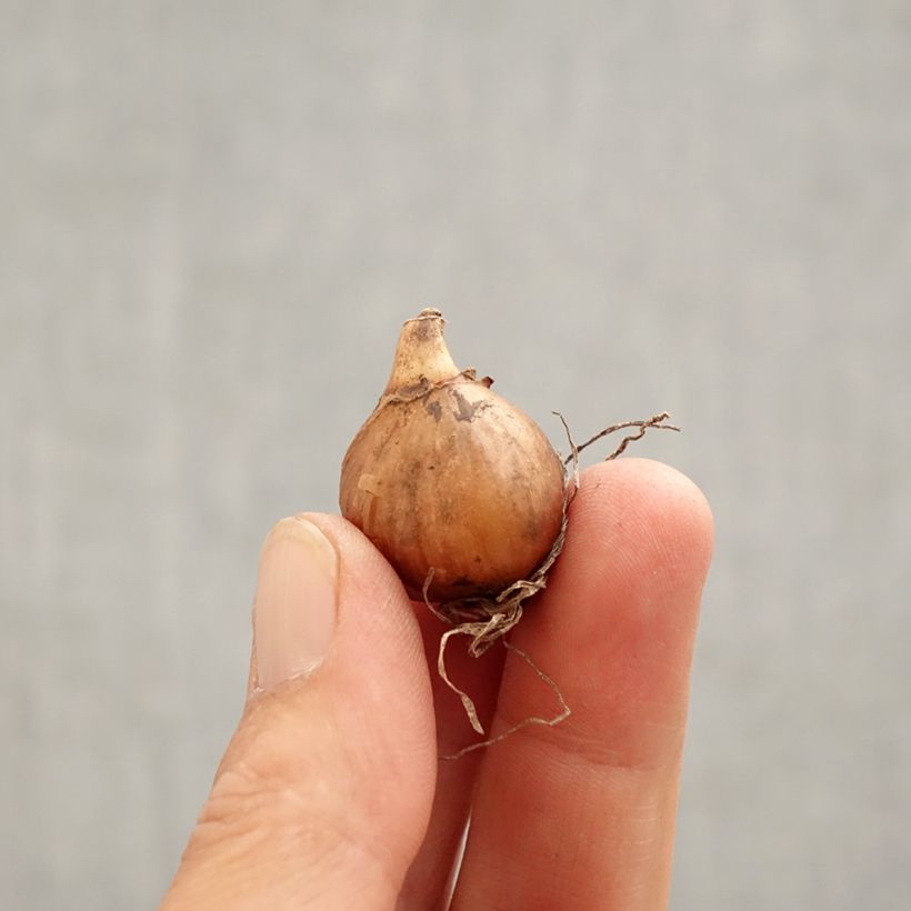 Exemplaar van Galanthus nivalis Viridi-Apice - Sneeuwklokje Bol kaliber 5+ zoals geleverd in de lente