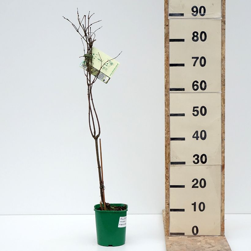 Example of Periploca graeca - Périploque de Grèce Pot van 2 l/3 l as you get in hiver