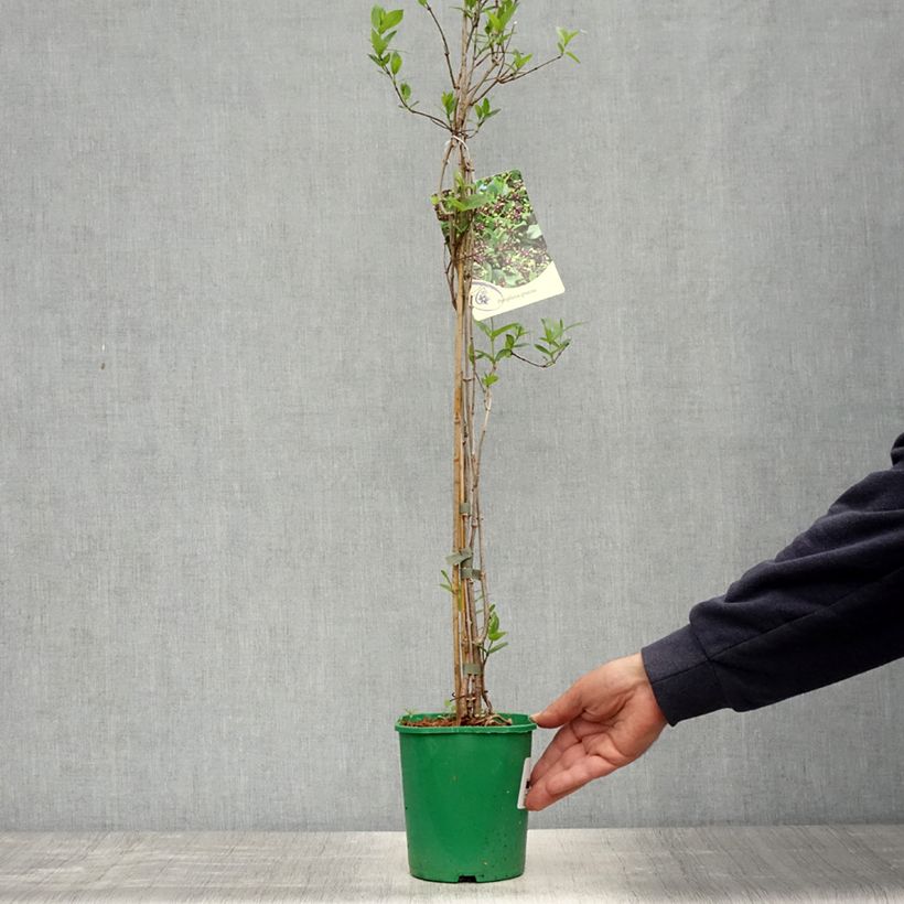 Exemplaar van Periploca graeca - Zijdeplant Pot van 2 l/3 l zoals geleverd in de lente