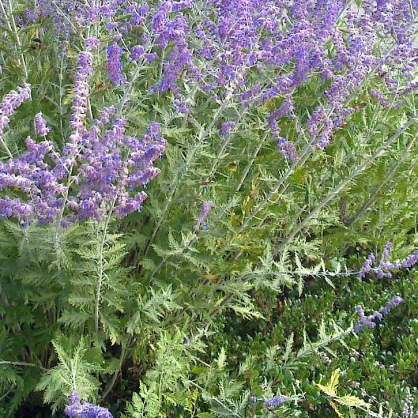 Perovskia atriplicifolia Blue Spire - Russische salie (Foliage)