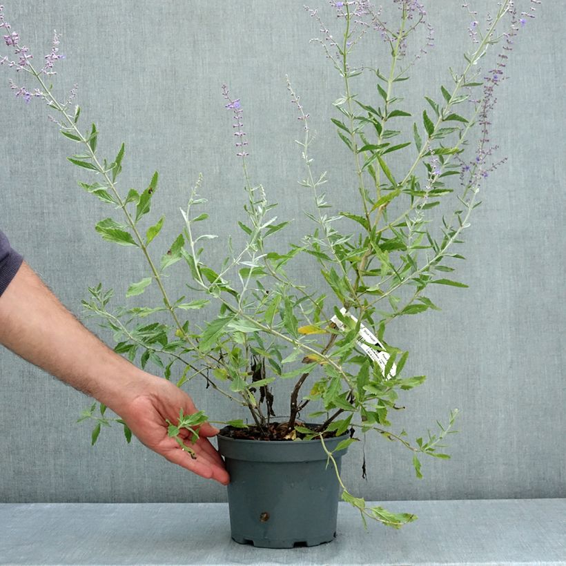 Exemplaar van Perovskia atriplicifolia Blue Haze - Siersalie Pot van 3 l/4 l zoals geleverd in de zomer