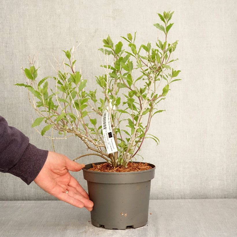 Exemplaar van Perovskia atriplicifolia Blue Haze - Siersalie Pot van 3 l/4 l zoals geleverd in de lente